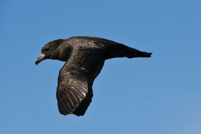 White Chinned Petrel