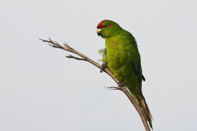 Red Crowned Parakeet