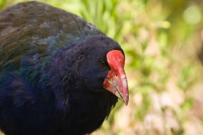 Takahe