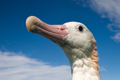 Wandering Albatross