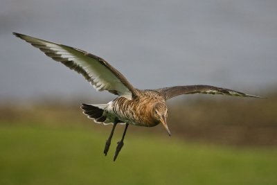 Black tailed Godwit