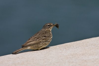 Rock Pipit