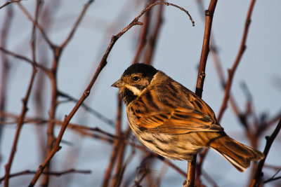 Reed Bunting Male