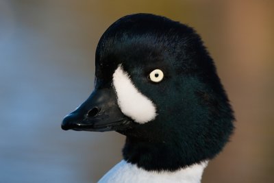 Barrows Goldeneye