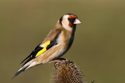 Goldfinch on Teasel