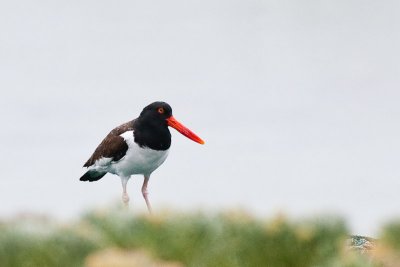 American Oystercatcher