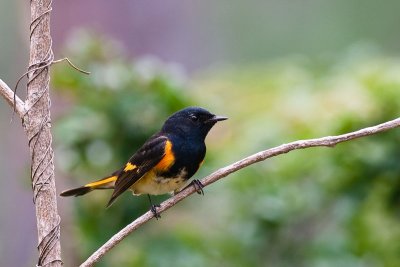 American Redstart Setophaga ruticilla