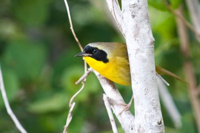 Bahama Yellowthroat Geothlypsis