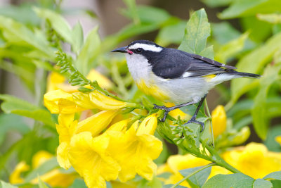 Bananaquit Coereba flaveola bahamensis