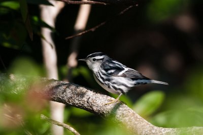 Black and White Warbler Mniotilta varia