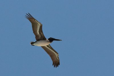 Brown Pelican Pelecanus occidentalis