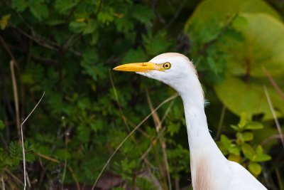 Cattle Egret Bubulcus ibis