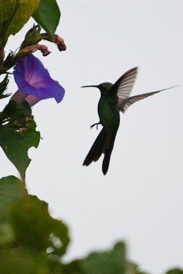 Cuban Emerald Chlorostilbon ricordii