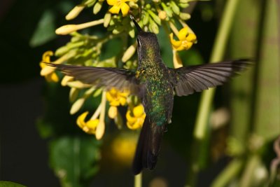 Cuban Emerald Chlorostilbon ricordii