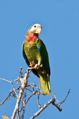 Cuban Parrot Amazona leucocephala bahamensis