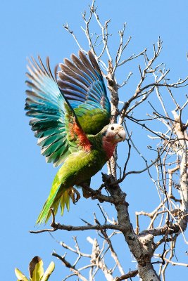 Cuban Parrot Amazona leucocephala bahamensis