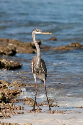 Great Blue Heron Ardea herodias