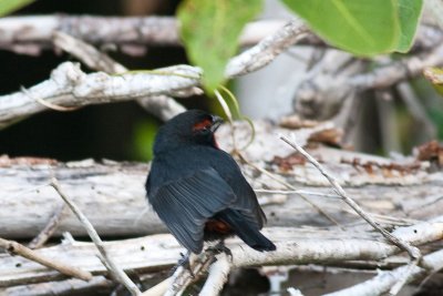 Greater Antillian Bullfinch Loxigilla violacea vilacea