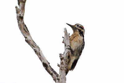 Hairy Woodpecker Picoides villosus