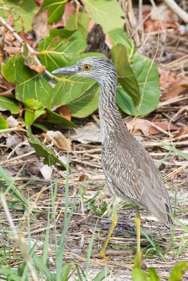Yellow crowned Night Heron Nyctanassa violacea