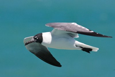 Laughing Gull Larus atricilla