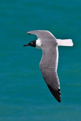 Laughing Gull Larus atricilla