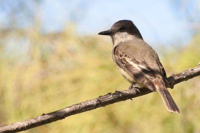 Loggerhead Kingbird Tyrannus caudifasciatus bahamensis