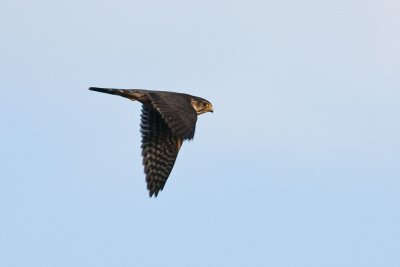 Merlin Falco columbarius