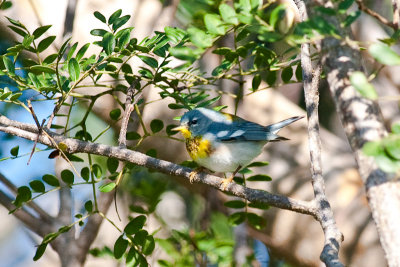 Northern Parula Parula americana