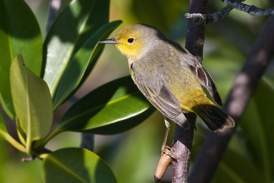 Prothonotary Warbler Protonotaria citrea