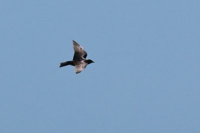 Purple Martin Progne subis