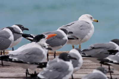 Ring Billed Gull Larus delawarensis