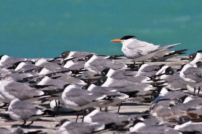 Royal Tern Sterna maxima