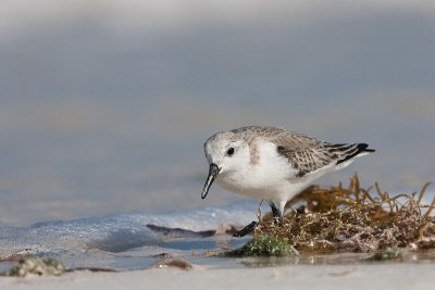 Sanderling Calidris alba