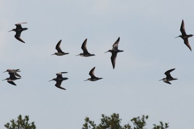 Short billed Dowitcher Limnodromus griseus