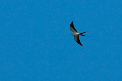 Swallow-tailed Kite-Abaco