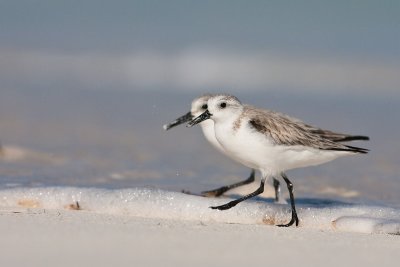 Sanderling Calidris alba