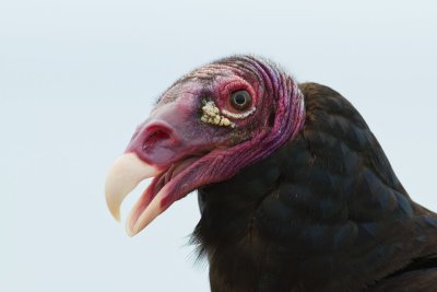 Turkey Vulture Cathartes aura