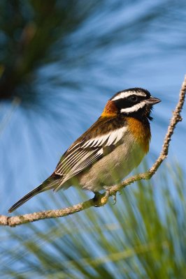 Western Spindalis Spindalis zena