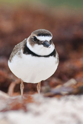 Wilsons Plover Charadrius wilsonia