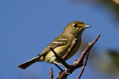 Thick-billed Vireo Vireo crassirostris