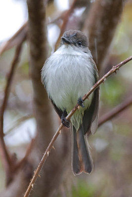 La Sagra's Flycatcher Myiarchus sagrae lucaysiensis