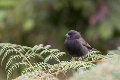 Black Faced Grassquit Tiaris bicolor