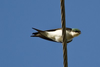 Bahama Swallow Tachycineta cyaneoviridis