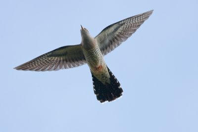 One of two photographed in Donegal on 13th May2010