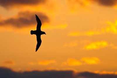 Fulmar flying into intense Sunset Inishbofin Co.Galway