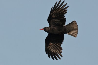 Chough on inishbofin.Co.Galway