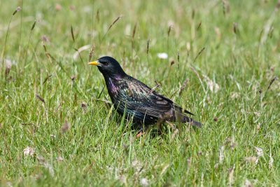 An iridescent summer plumage Starling