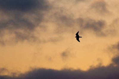 Peregrine in Sunset on Inishbofin Co.Galway