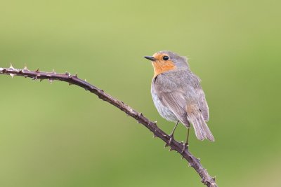 Robin on Inishbofin Co.Galway